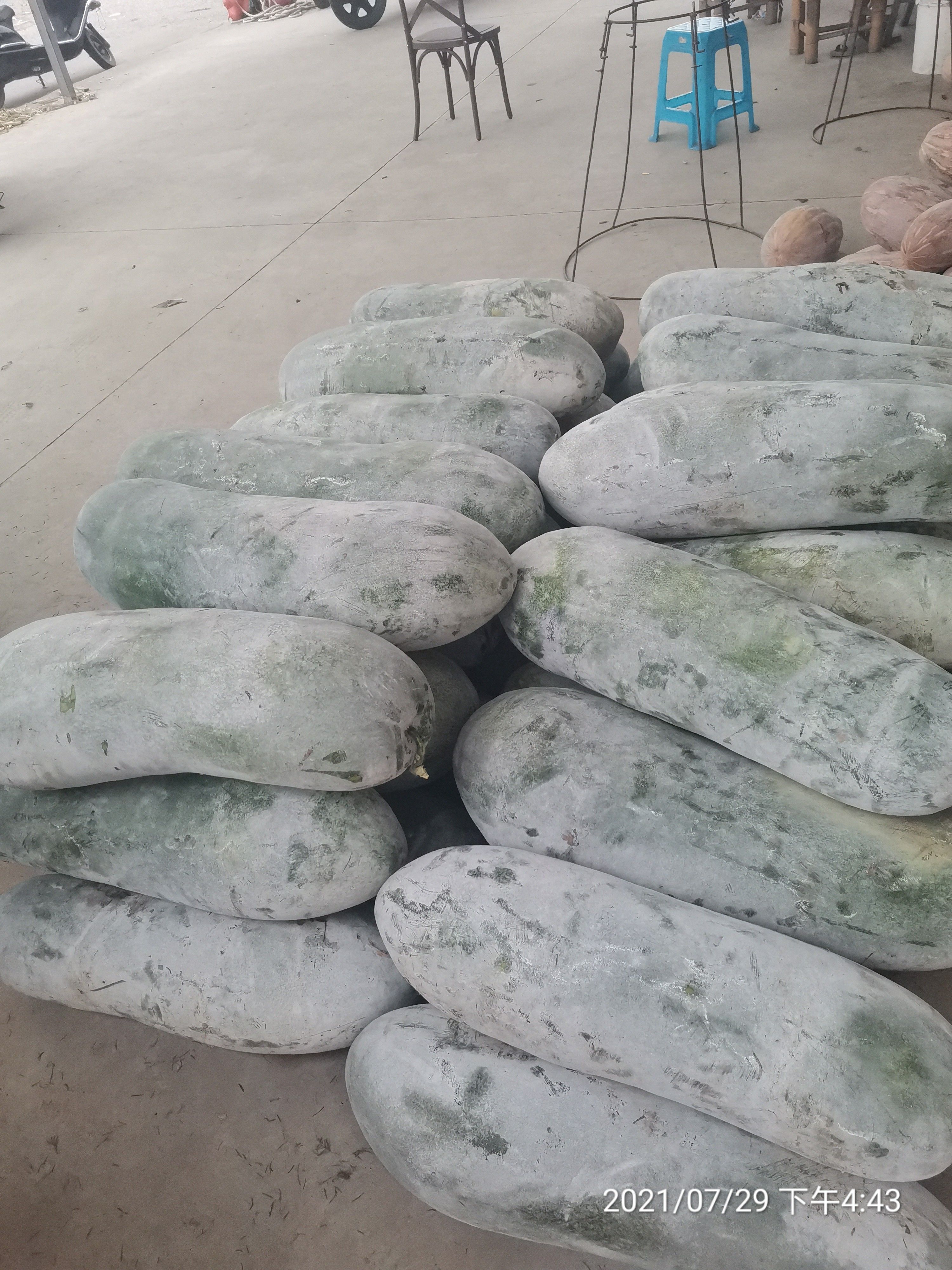 白皮冬瓜 慈溪西三本地沿海冬瓜