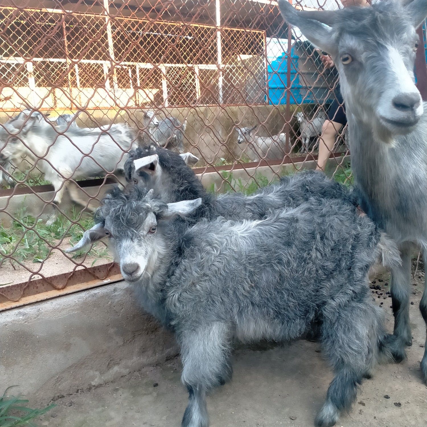  青山羊，高产年产六到十只。抗病耐寒，吃的少生的多