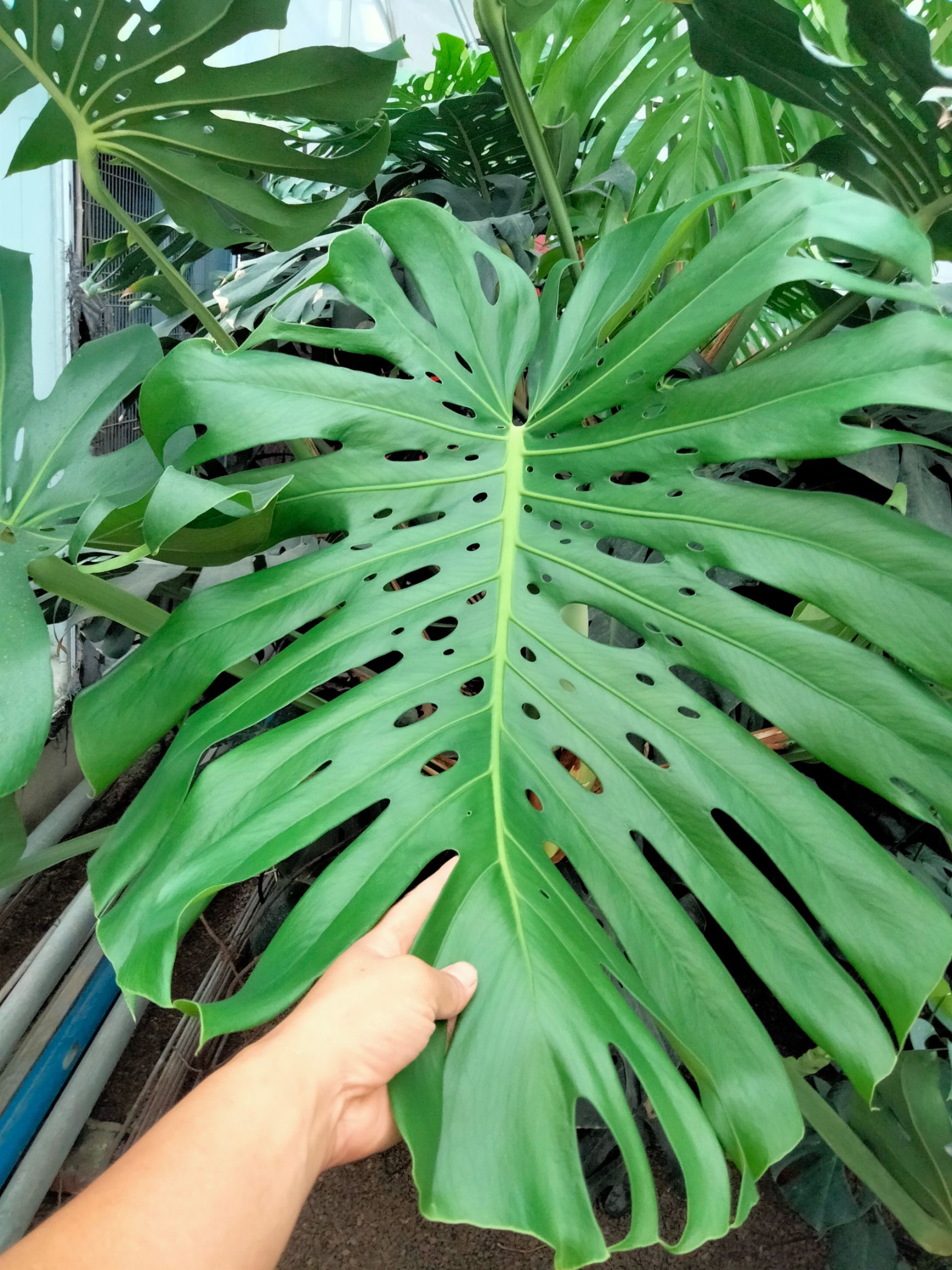  大棵龟背竹