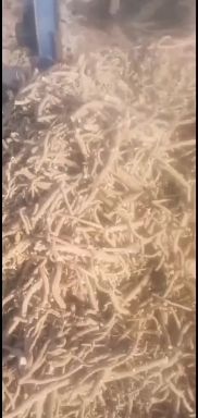北板蓝根  干净，手工挑选，过风车，条型好，现货供应
