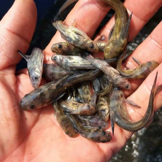 南充黄颡鱼  我场黄辣丁鱼苗，岩鲤，尧壳，乌鱼，等，各种鱼苗，长势快，无病