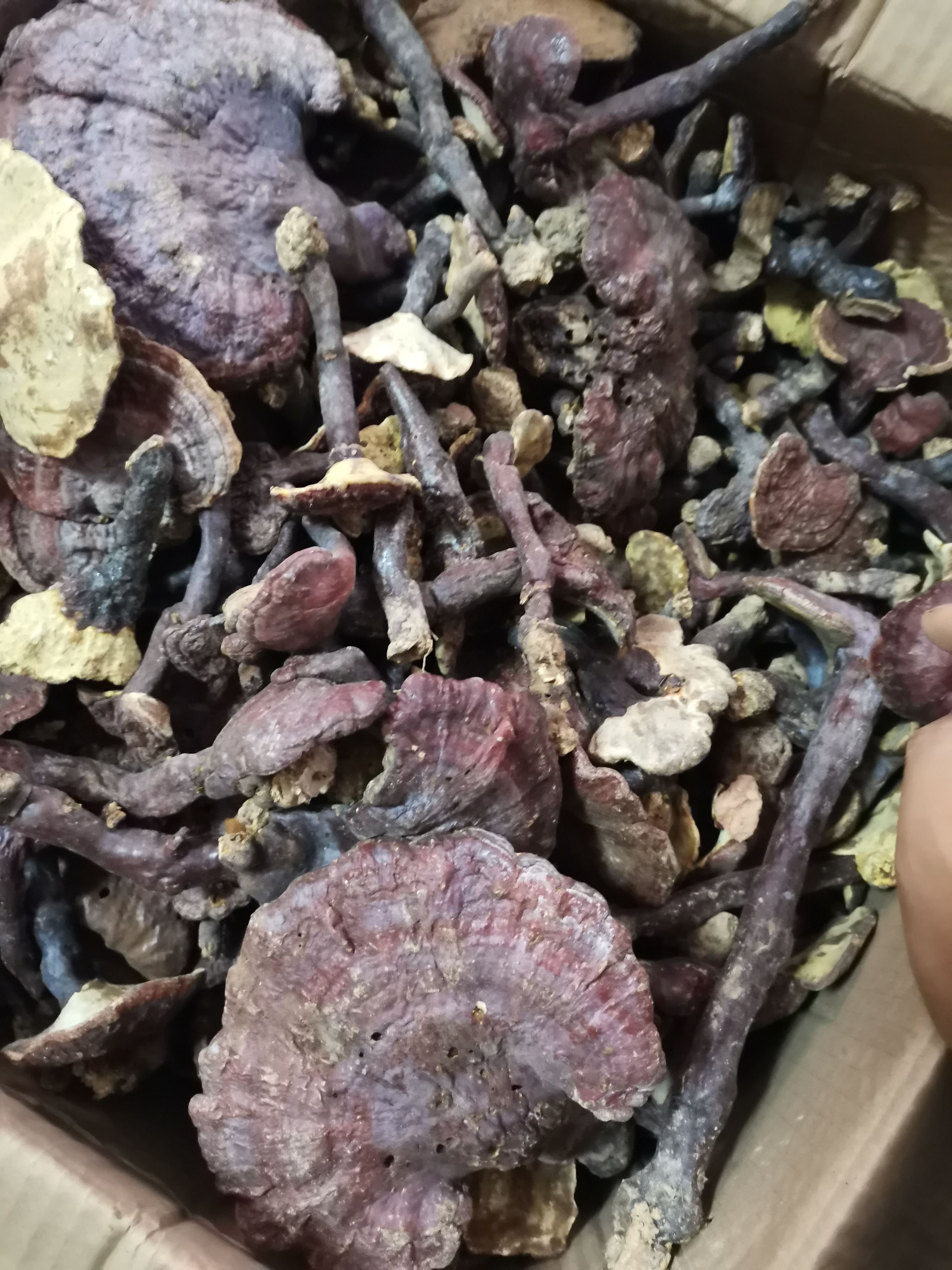 赤灵芝   红灵芝   选货，统货，非家种货  批发零售