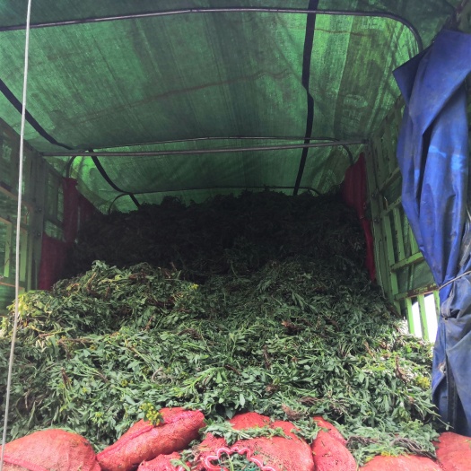桂林 救心菜