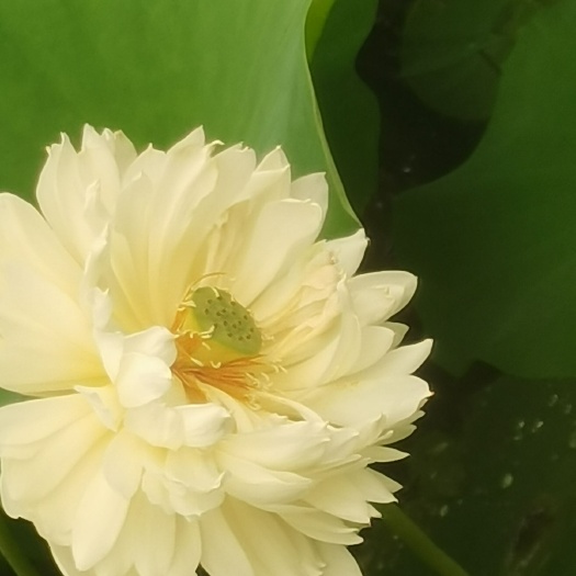 安新县荷花盆栽 盆栽荷花