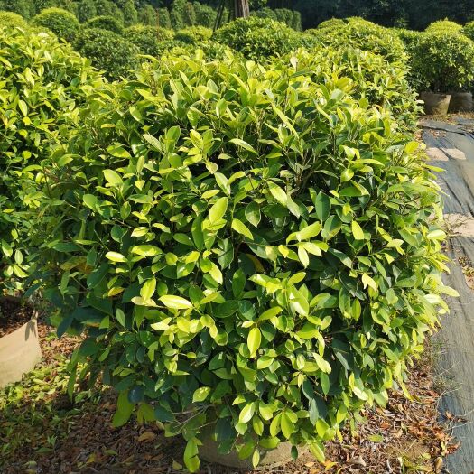 佛山黄金榕