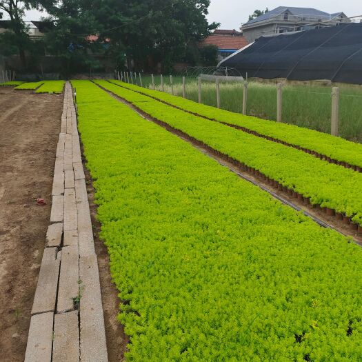 青州市 金叶佛甲草 多年生草本花卉