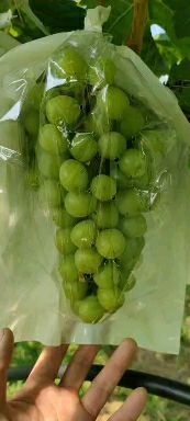 泰安阳光玫瑰葡萄苗，