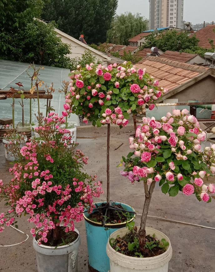 无刺蔷薇 胭脂扣