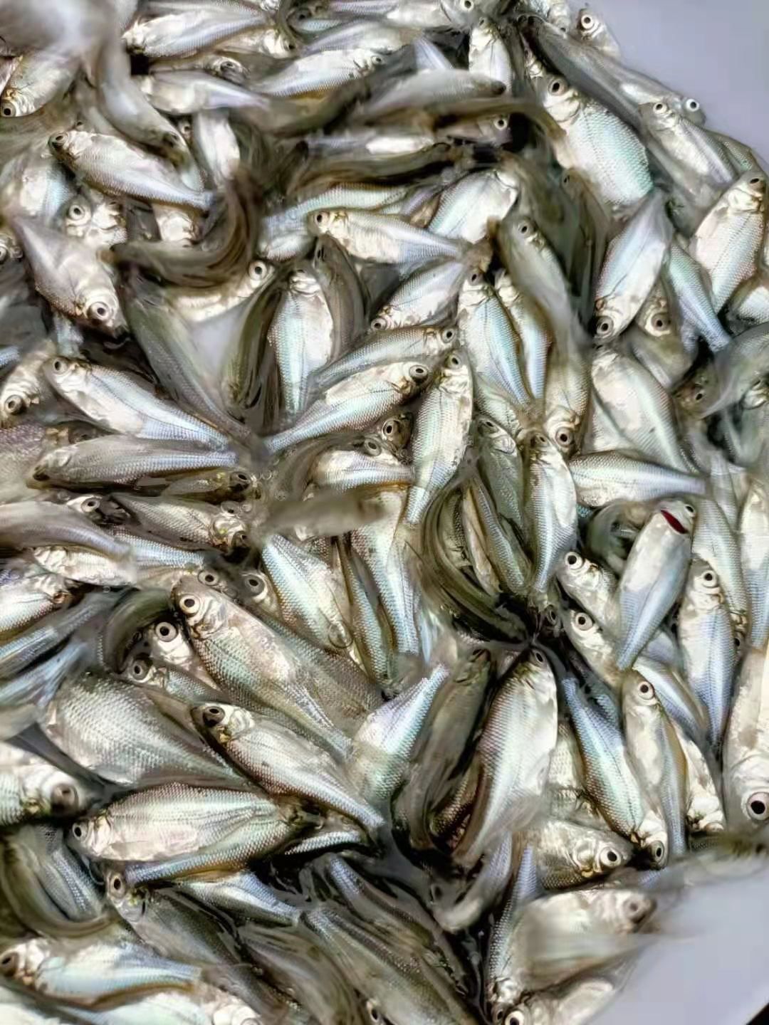淡水巴沙鱼苗