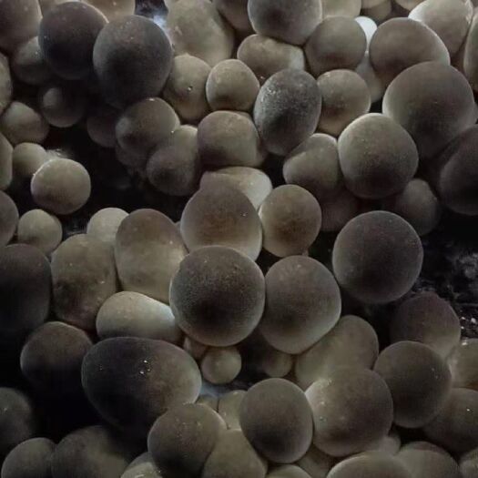法库县草菇菌种  草菇栽培种