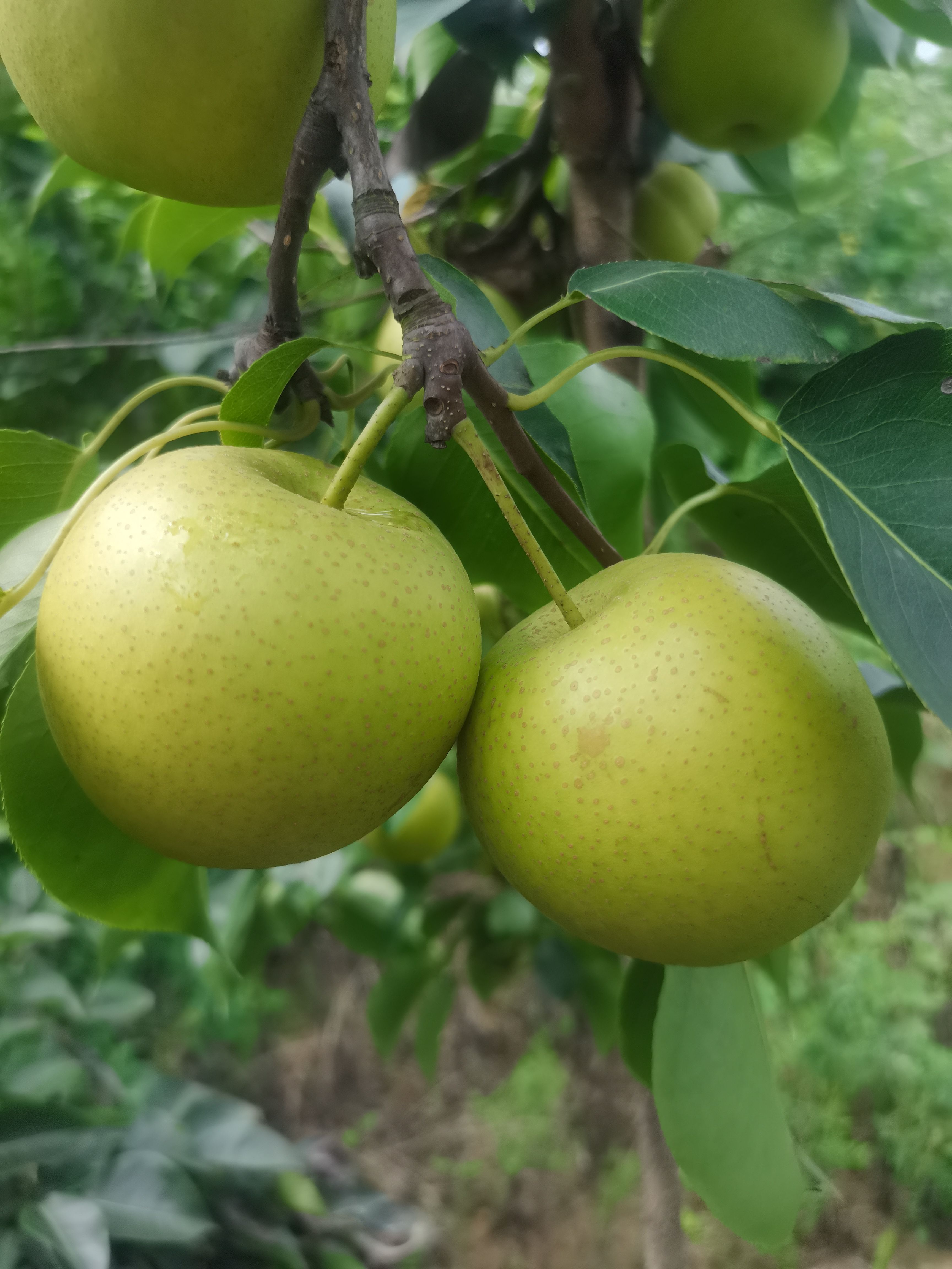 鲁山特色富硒地皇冠梨