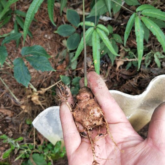 龙陵县竹节参