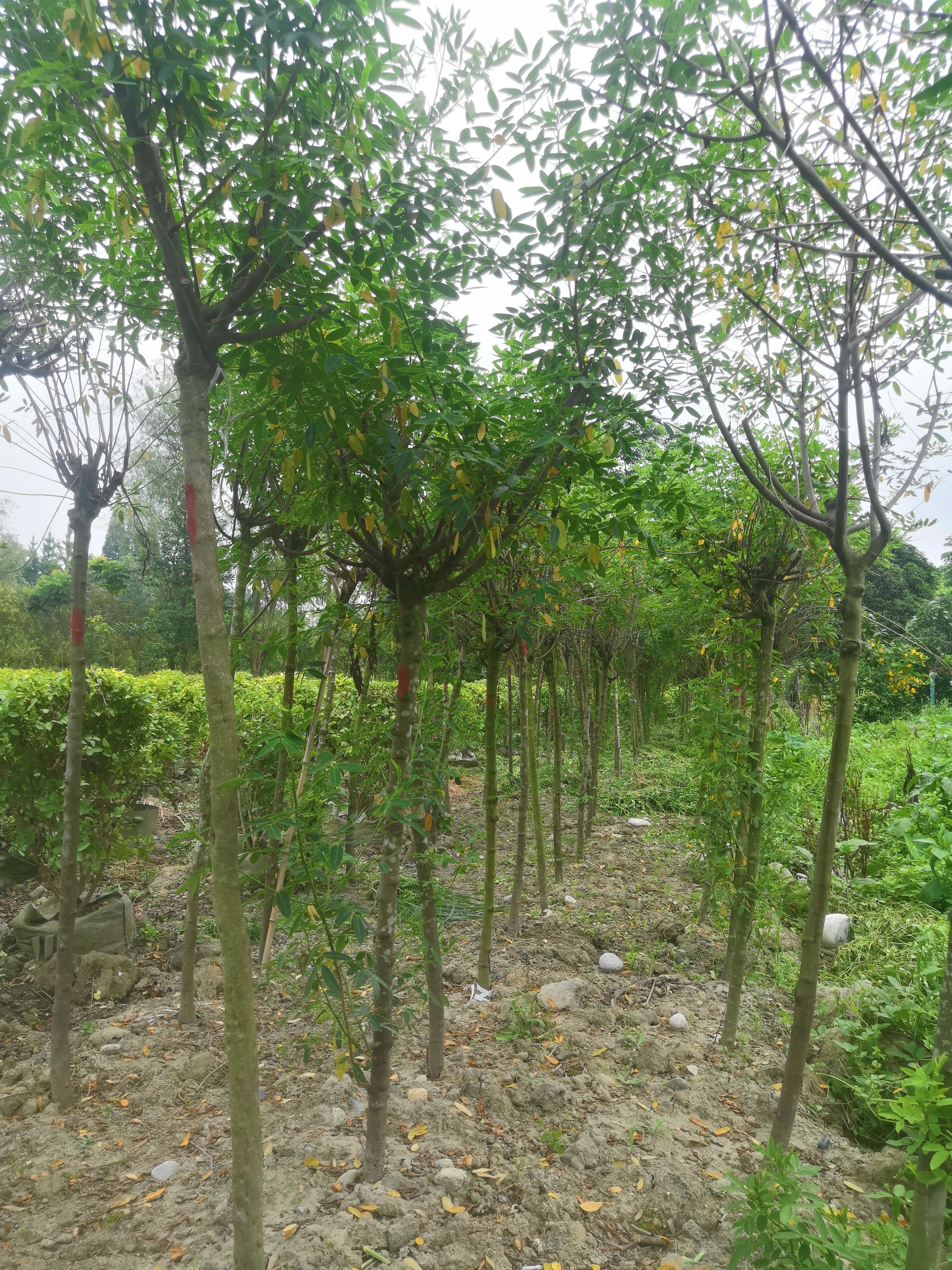 黄花槐3公分熟货销售