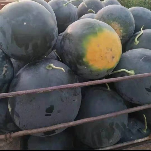 太康县黑皮西瓜  河南太康西瓜供应