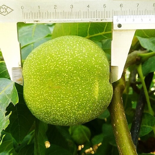 汾阳市礼品二号纸皮核桃青皮核桃大小45～55厘米