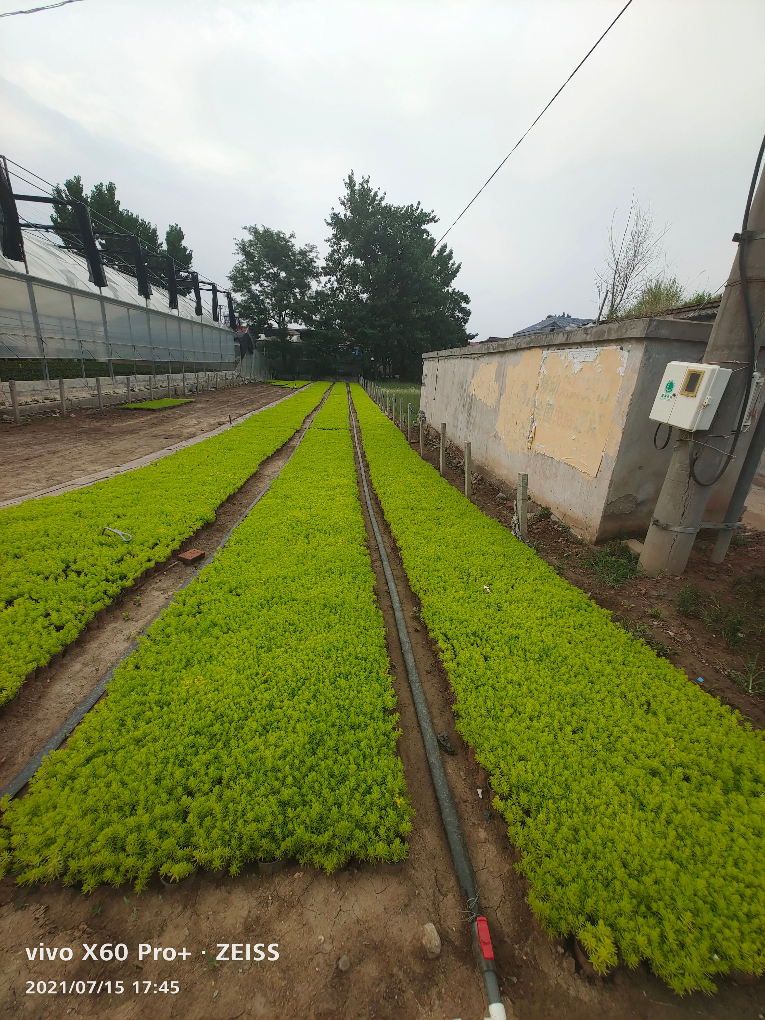 金叶佛甲草 多年生草本花卉