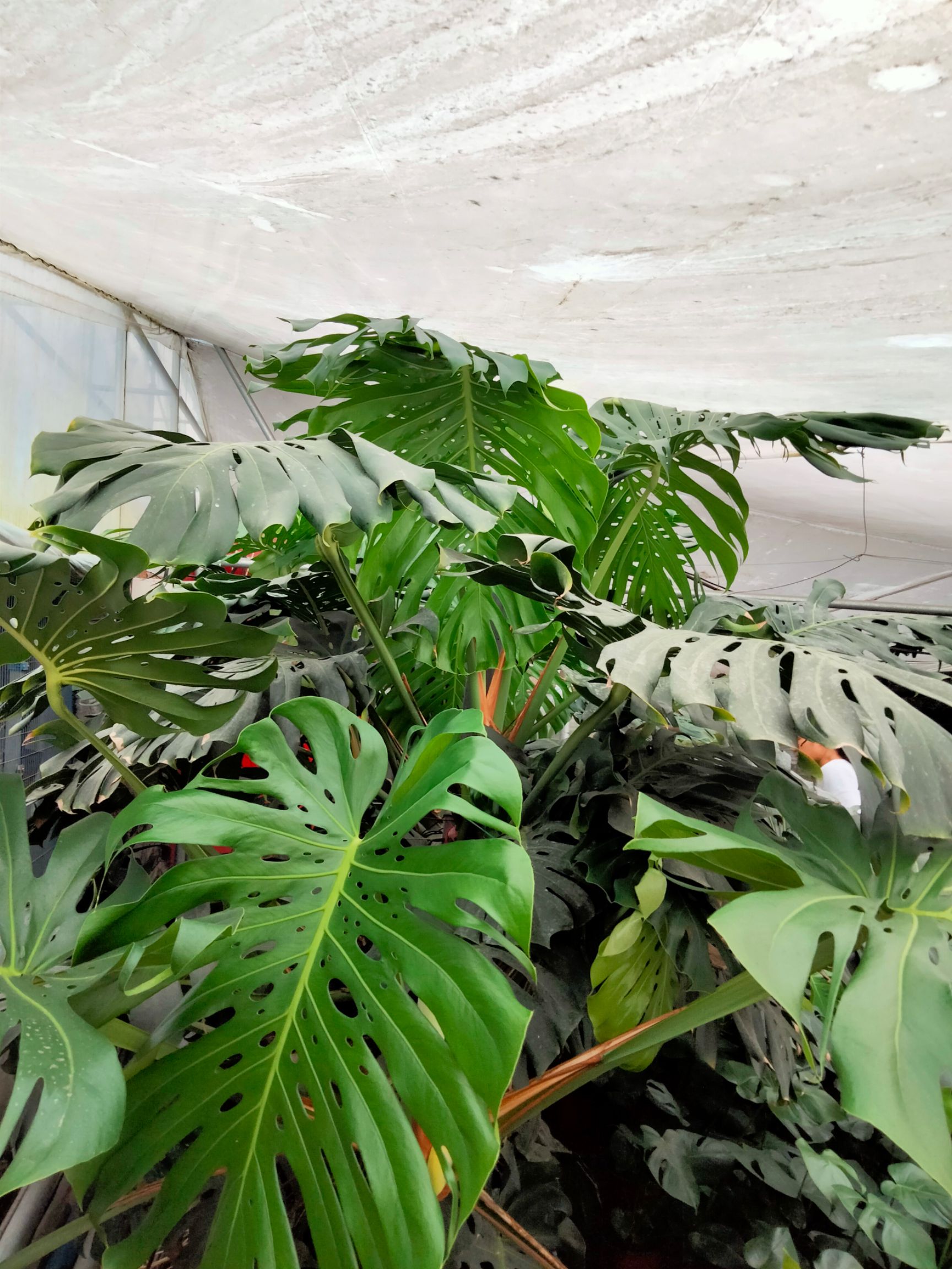  大棵龟背竹