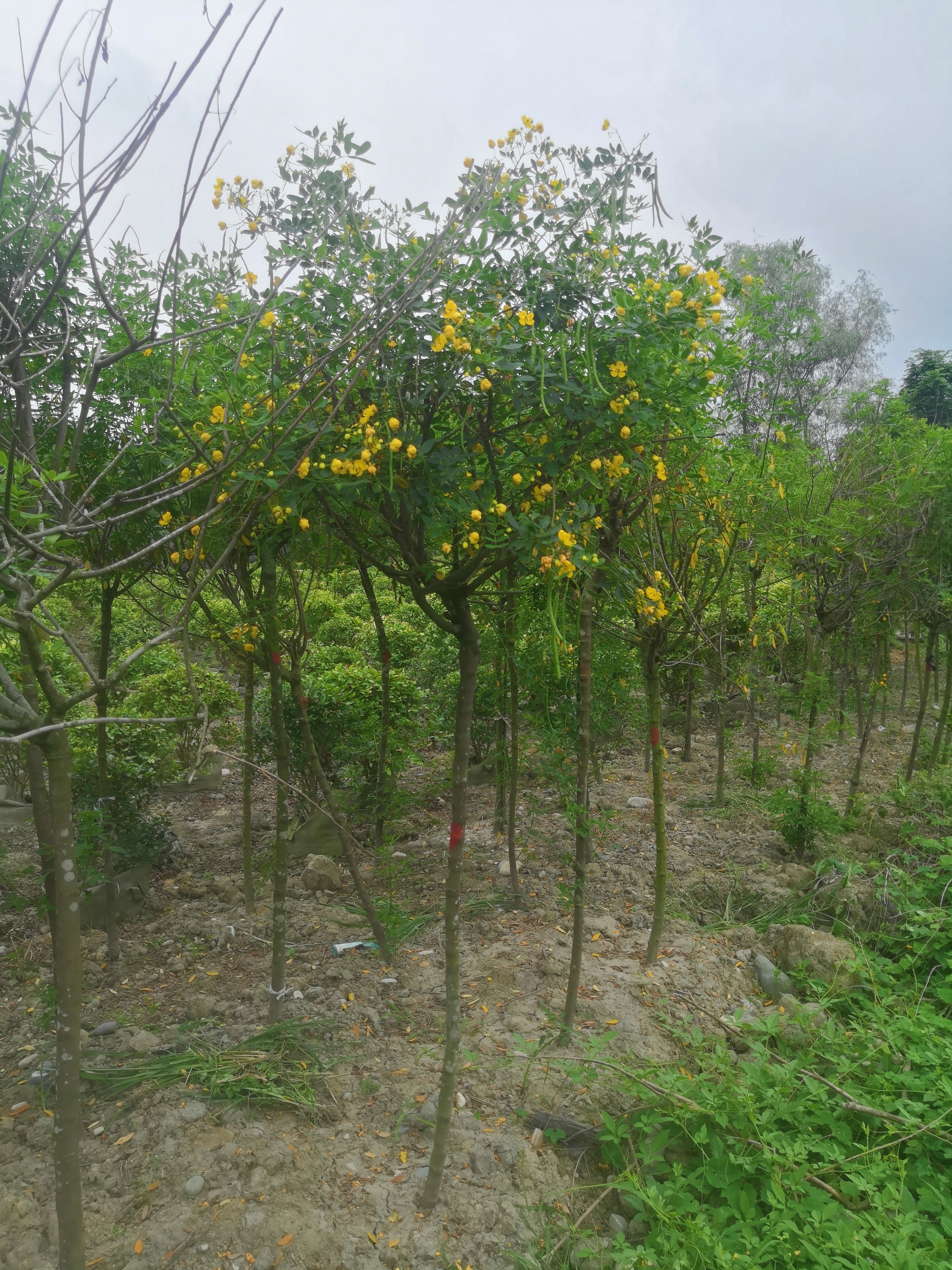 黄花槐3公分熟货销售