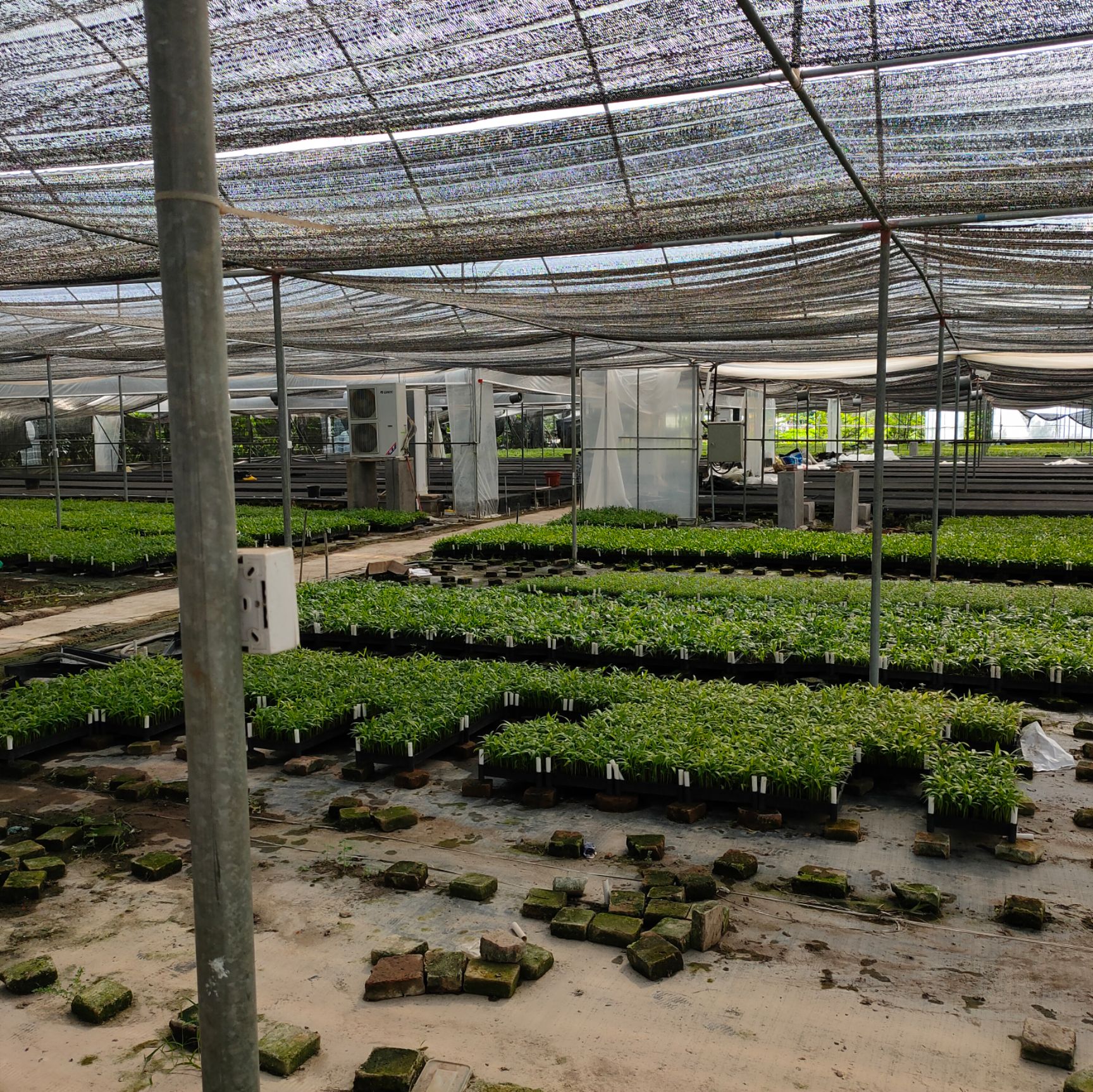幌伞枫苗 幌散枫苗大富贵树苗 室内花卉绿植盆栽植物