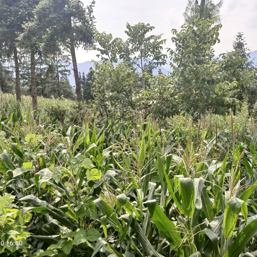 玉米棒带壳鲜玉米