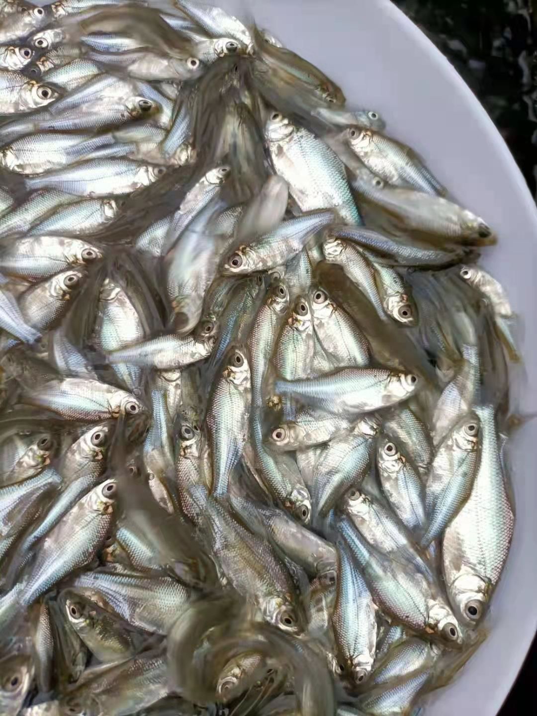 淡水巴沙鱼苗