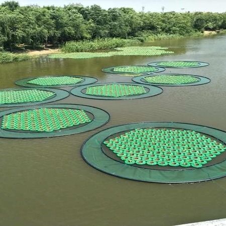 安新县 水浮萍，生态浮岛