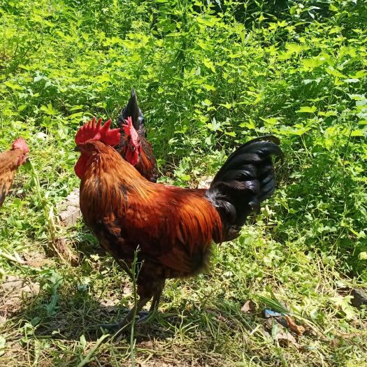 新泰市杂交鸡  出售纯散养草鸡