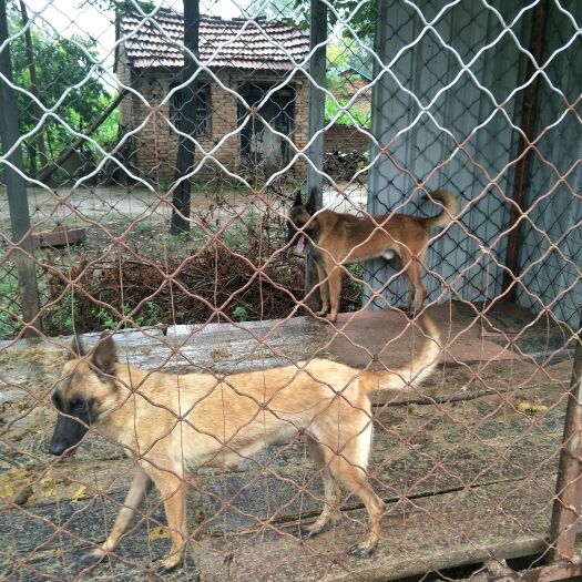 柘城县纯种马犬五十天幼崽，三公一母已做一针疫苗，需要的联系