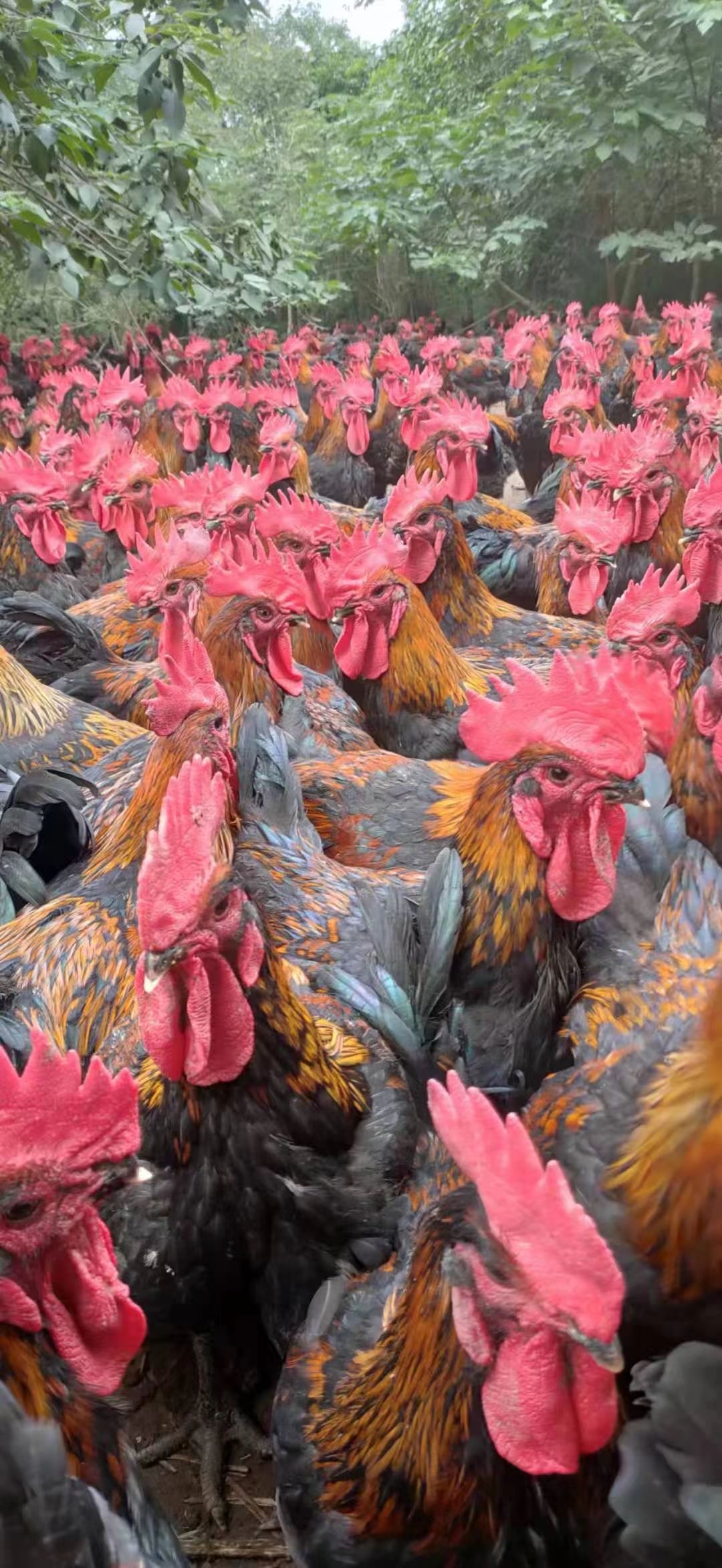 土鸡苗  天露黑土二，黑五鸡苗