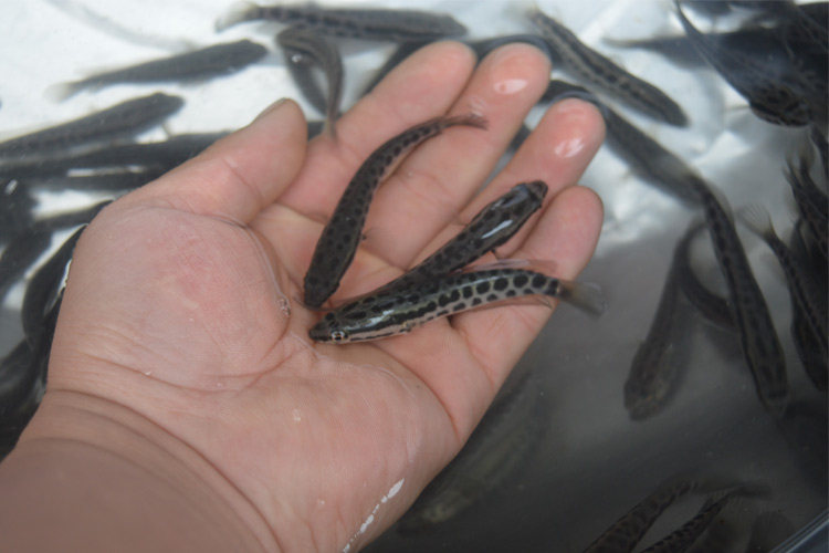 白乌鱼苗  黑乌鱼，量大从优（品种其全）