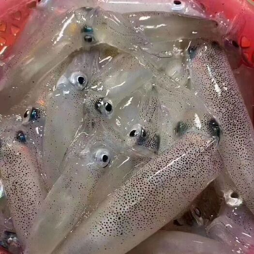 琼海市鱿鱼速冻真空