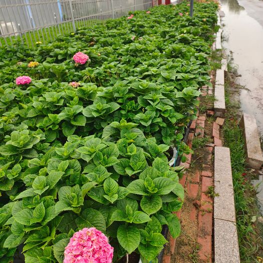 青州市木绣球 绣球 八仙花