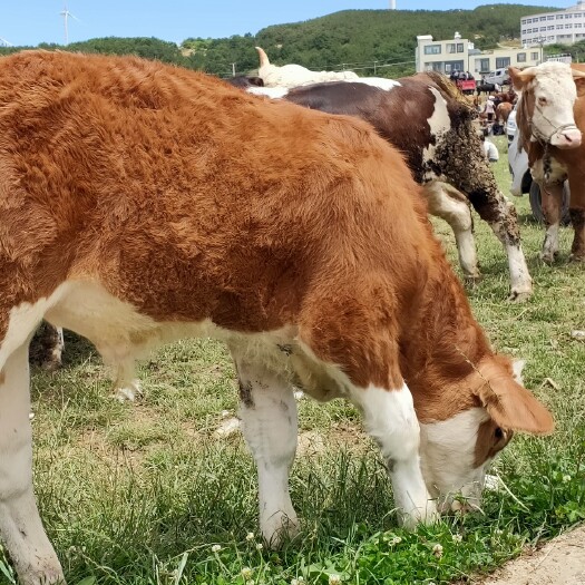 威宁县西门塔尔牛 400斤小母牛
