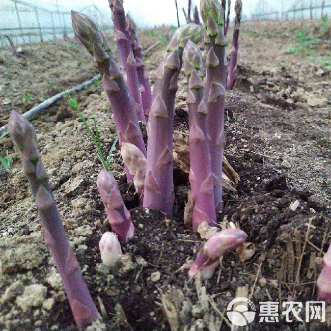 芦笋根  紫色芦笋苗