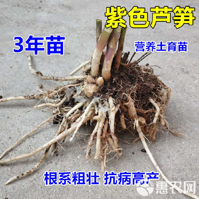 芦笋根  紫色芦笋苗