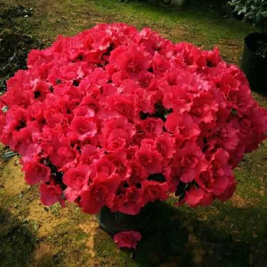 龙岩杨梅红杜鹃  四季杜鹃花梅红杜鹃 眏山红 杜鹃花苗 四季杜鹃花
