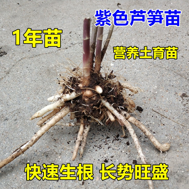 芦笋根  紫色芦笋苗
