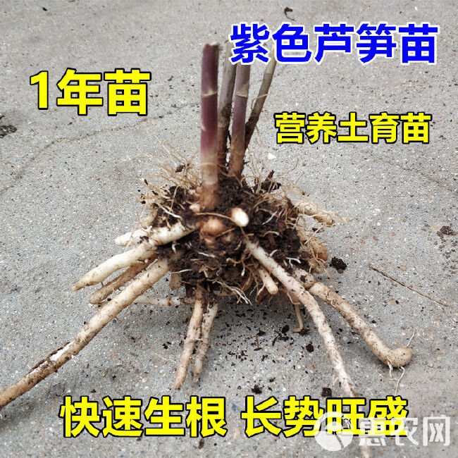 芦笋根  紫色芦笋苗