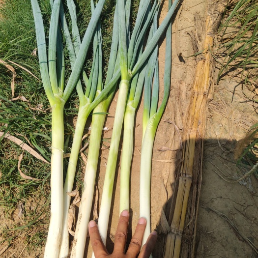 新野县铁杆大葱  60亩铁杆钢葱，一手货源沙土地质量好，看上的老板私聊！！！