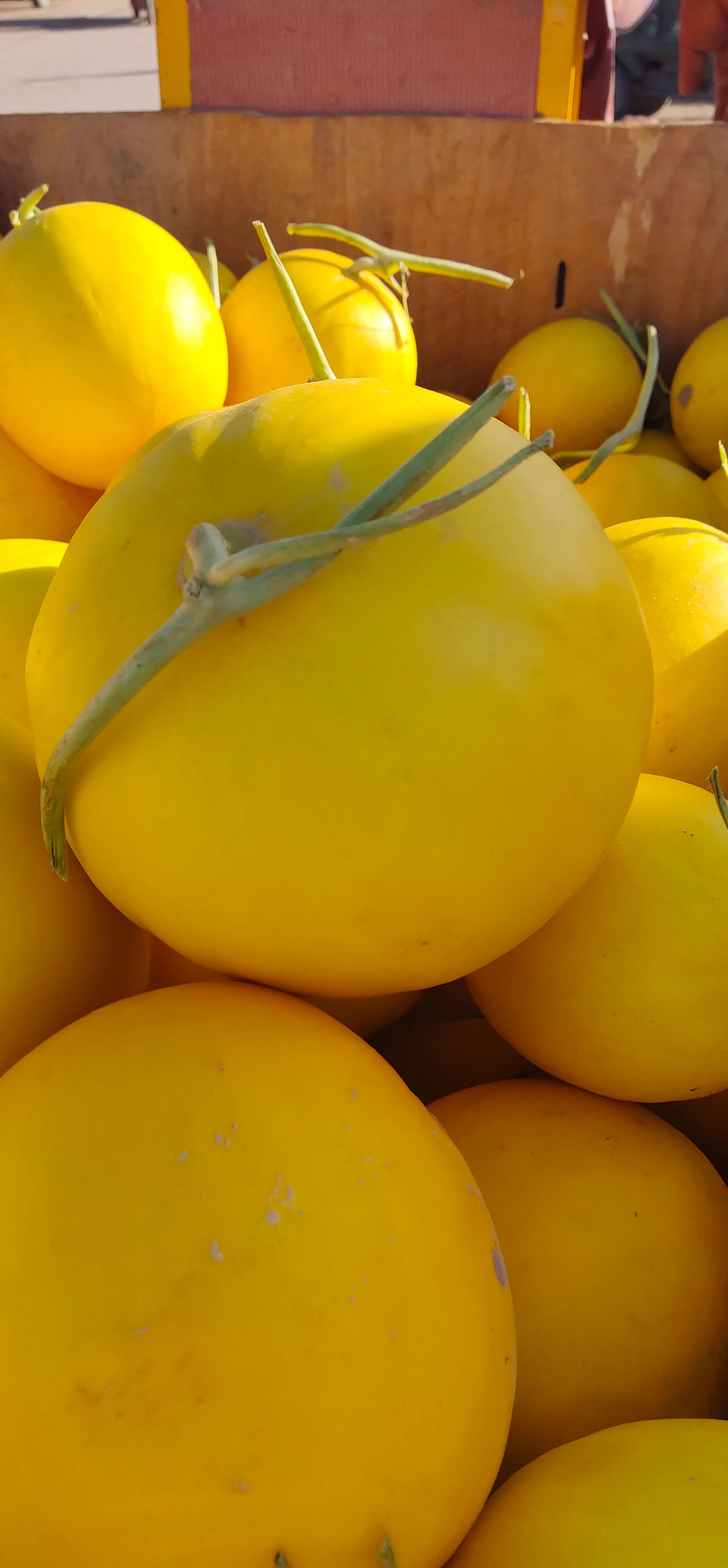 金红宝甜瓜  民勤大漠甜瓜