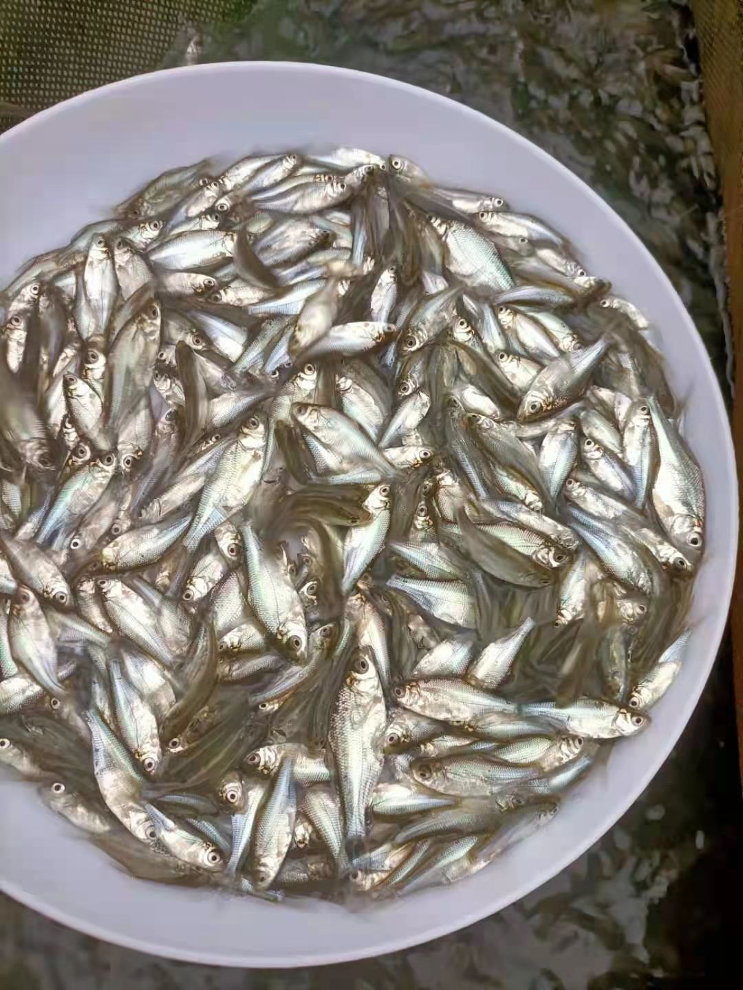 淡水巴沙鱼苗