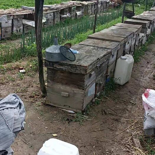 驻马店正宗蜂蜜 农家土蜂蜜天然荆条花蜜【500克/瓶】自产自销