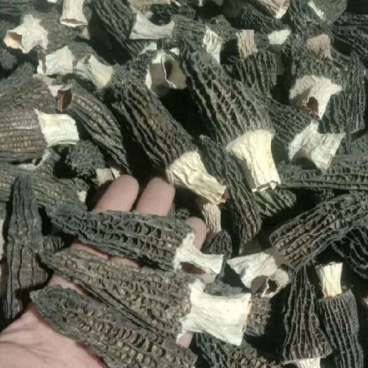 新化县羊肚菌每斤600元