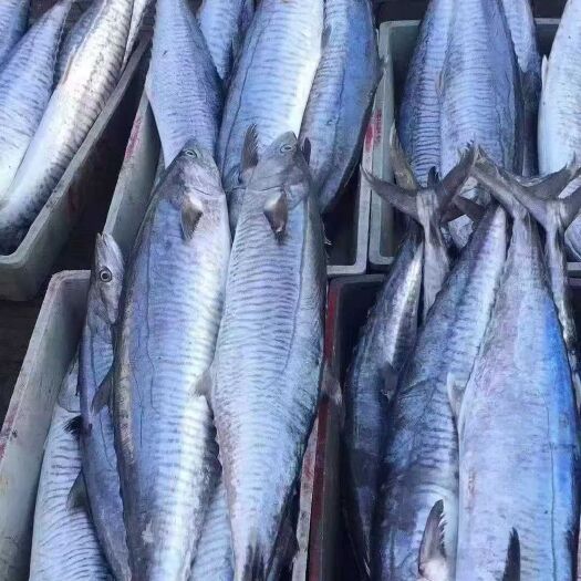 琼海市马鲛鱼