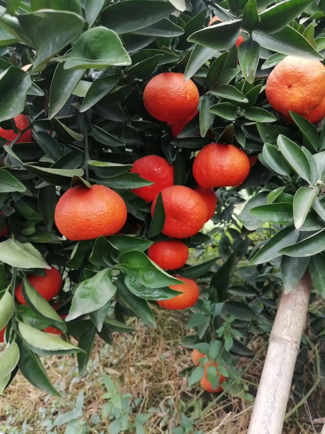 柑桔枝条  新品 红贵妃无核柑橘品种晚熟抗溃疡病