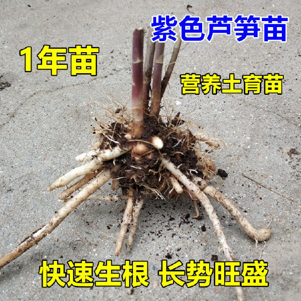 芦笋根  紫色芦笋苗