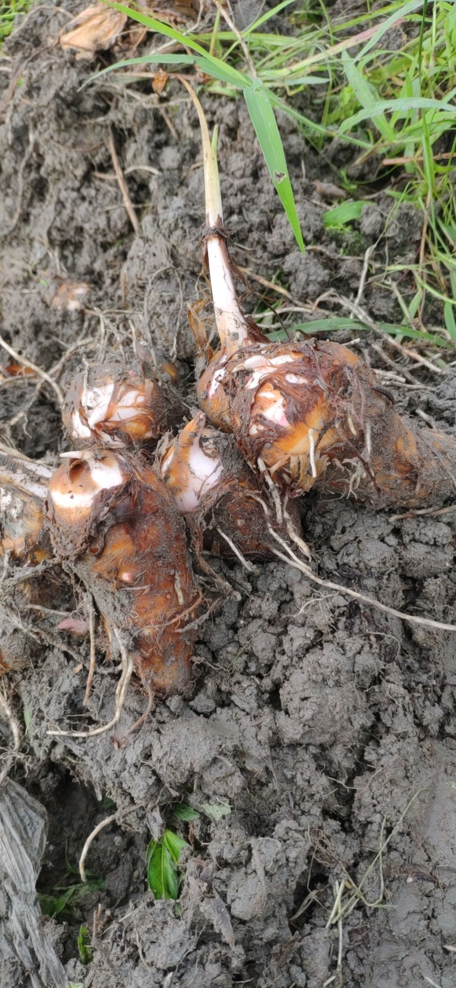 铅山紫溪红芽芋