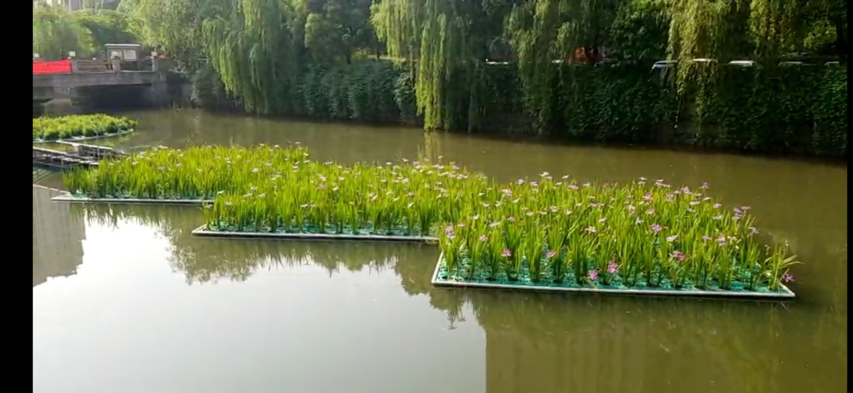  水浮萍，生态浮岛