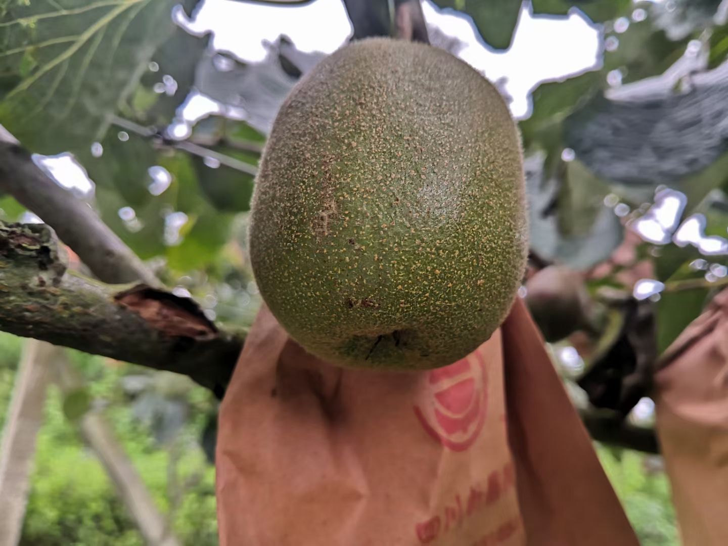  屏边红心猕猴桃，果实细嫩，香气浓郁，口感香甜，成熟早。