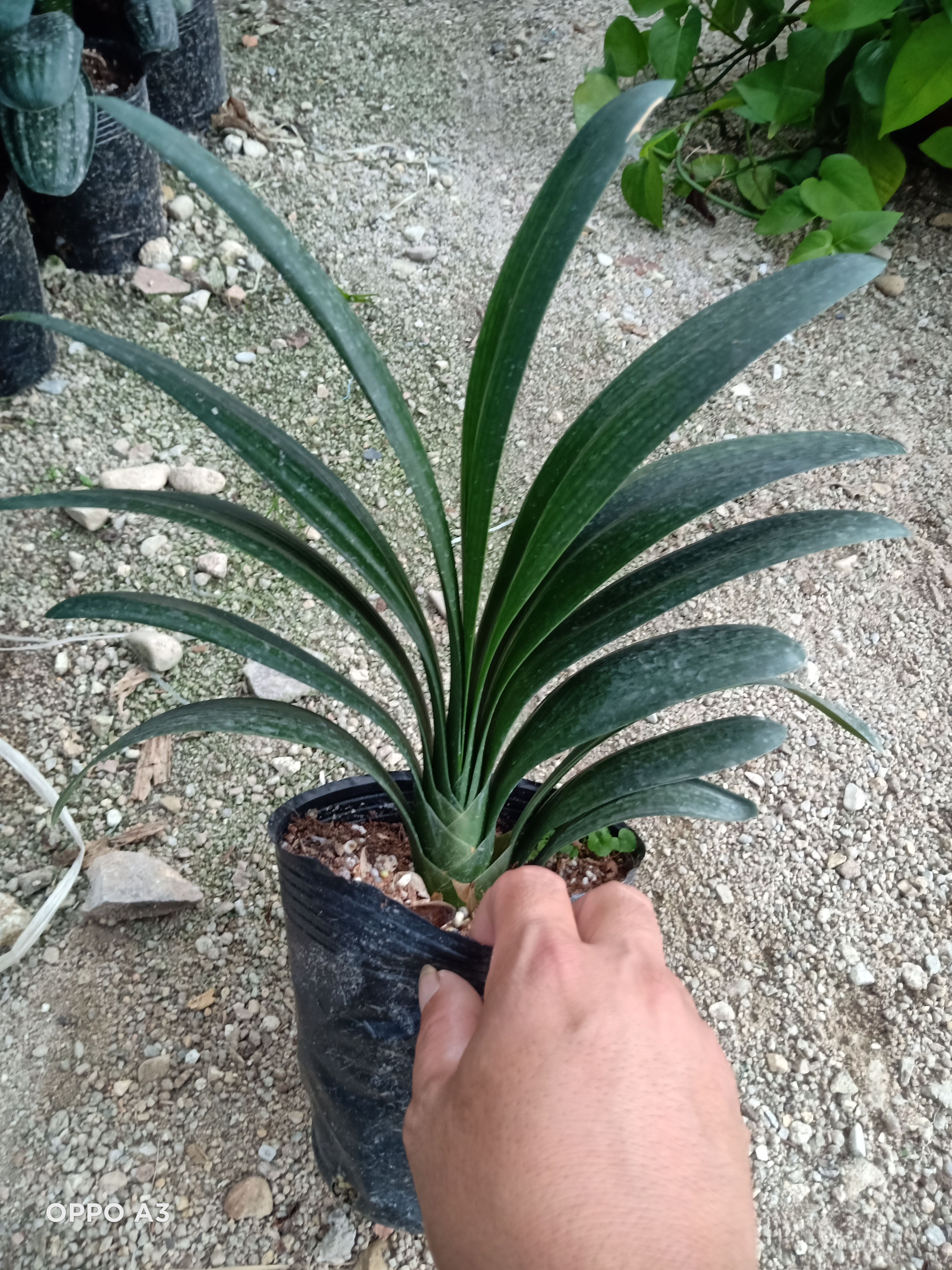 君子兰盆栽苗福建龙岩漳平永福镇基地批发价保质保量原盆原土发货